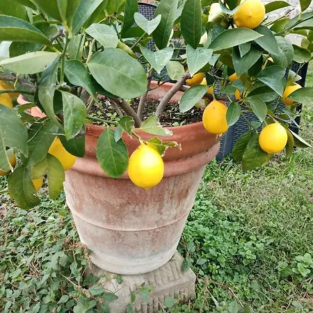 Limon D'oro